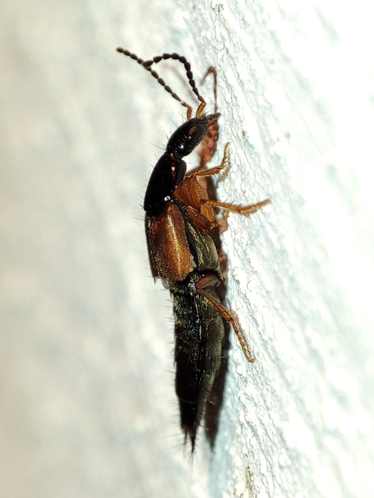 Philonthus salinus