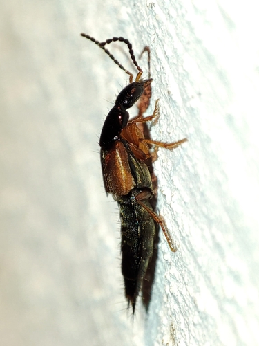 Philonthus salinus