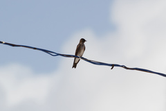 Stelgidopteryx serripennis ridgwayi