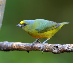 Euphonia mesochrysa