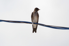 Stelgidopteryx serripennis ridgwayi
