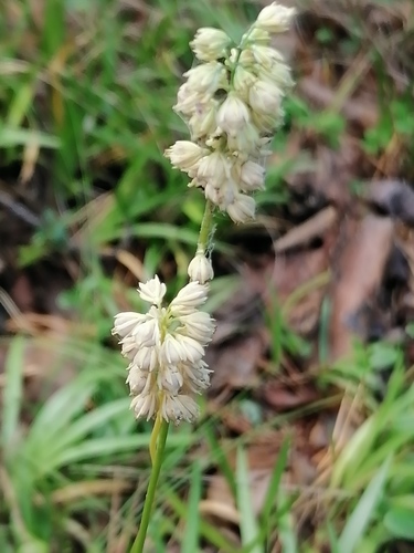 Tofieldia cernua