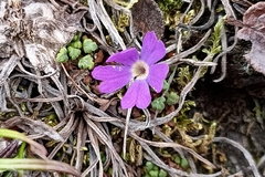 Primula reptans