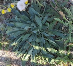 Goniolimon tataricum