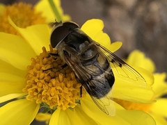 Copestylum apiciferum