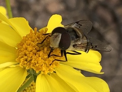 Copestylum apiciferum