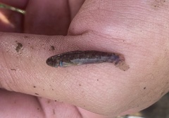 Hemigobius hoevenii