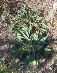 Goniolimon tataricum