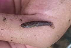 Hemigobius hoevenii