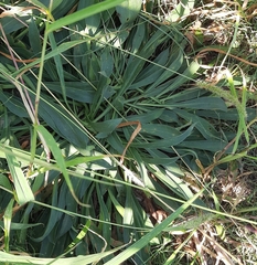 Goniolimon tataricum