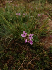Erodium cicutarium cicutarium