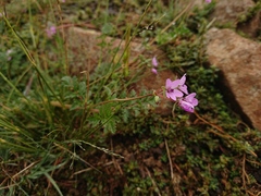 Erodium cicutarium cicutarium