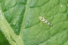 Eupteryx atropunctata