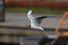 Chroicocephalus ridibundus