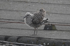 Larus argentatus