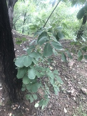 Quercus aliena