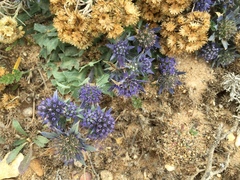 Eryngium dilatatum
