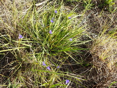 Aristea ensifolia