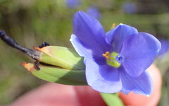 Aristea ensifolia