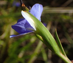 Aristea ensifolia