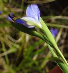Aristea ensifolia