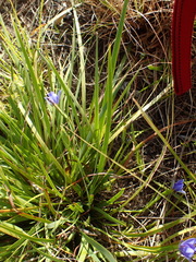 Aristea ensifolia