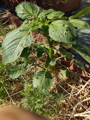 Angiospermae