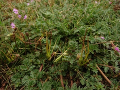 Erodium cicutarium cicutarium
