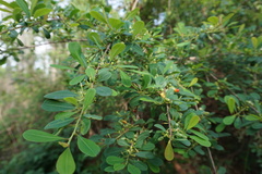 Erythroxylum monogynum
