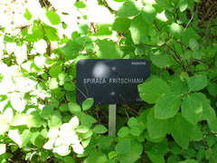 Spiraea fritschiana