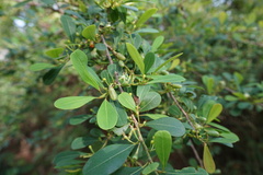 Erythroxylum monogynum