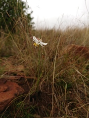 Chlorophytum cooperi