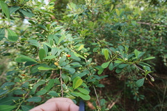 Erythroxylum monogynum