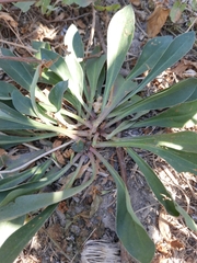 Goniolimon tataricum
