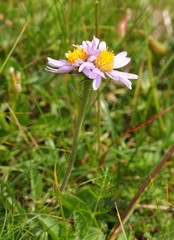Aster alpinus
