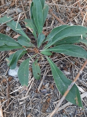 Goniolimon tataricum