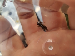 Evacanthus acuminatus