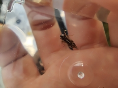 Evacanthus acuminatus