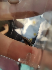 Evacanthus acuminatus