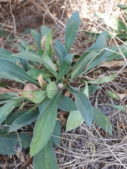 Goniolimon tataricum