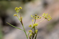 Bupleurum woronowii