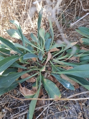 Goniolimon tataricum