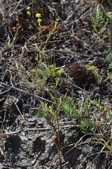 Bupleurum brachiatum