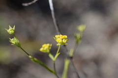 Bupleurum brachiatum