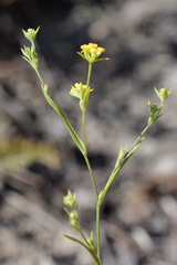 Bupleurum brachiatum