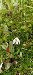 Gagea longiscapa