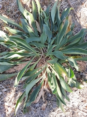 Goniolimon tataricum