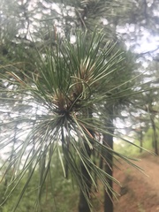 Pinus tabuliformis