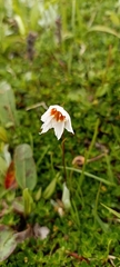 Gagea longiscapa