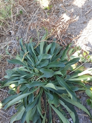 Goniolimon tataricum
